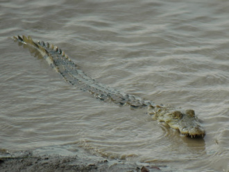 03 Croco Sortant De L Eau